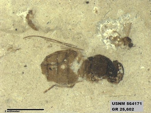 Genus sp