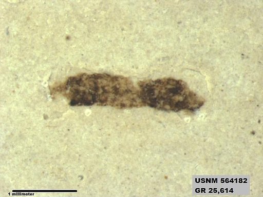 Insecta