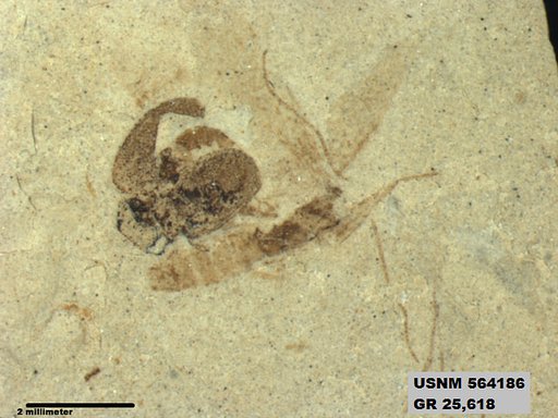 Genus sp
