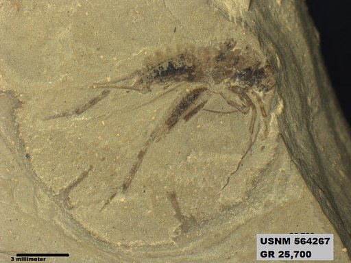 Genus sp