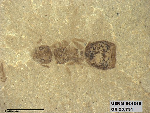 Genus sp