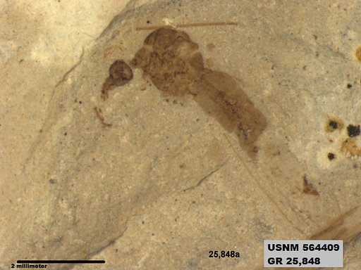 Genus sp