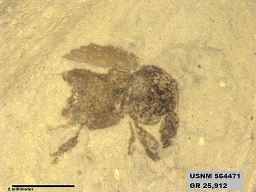 Insecta
