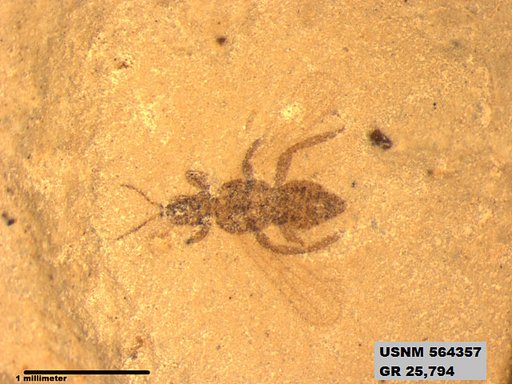 Insecta