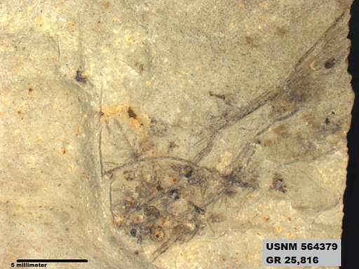 Genus sp