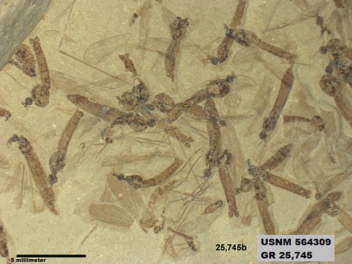 Genus sp