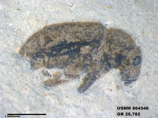 Insecta