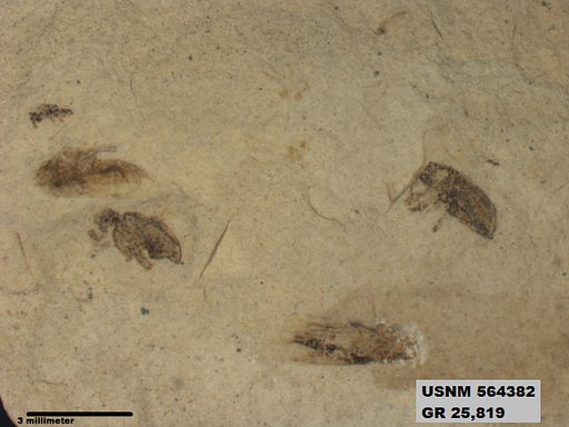 Genus sp