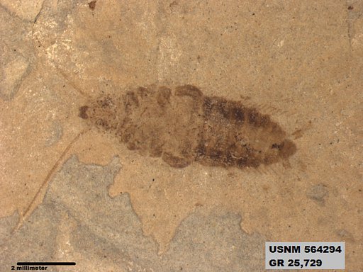Genus sp