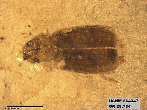 Genus sp