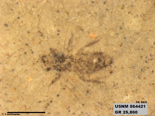 Genus sp