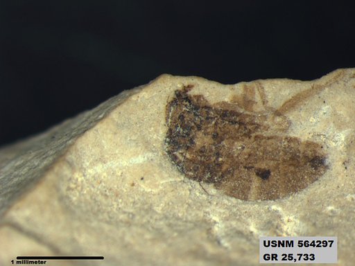 Insecta
