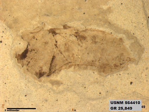 Insecta