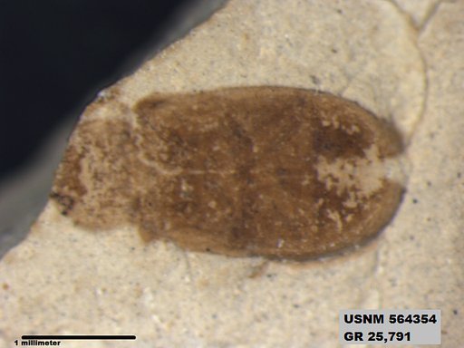 Insecta