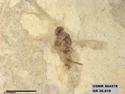 Genus sp
