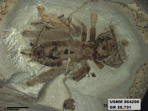 Genus sp
