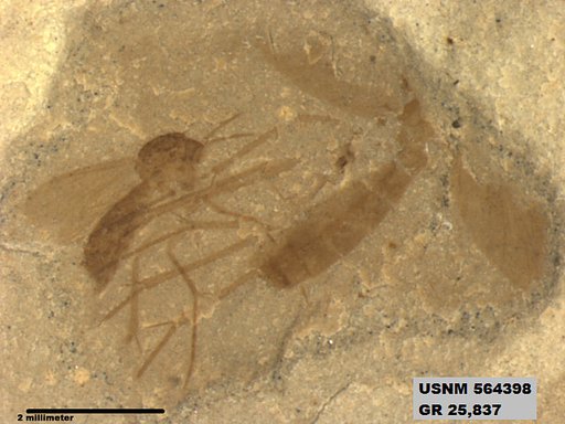 Insecta