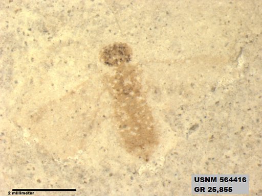 Genus sp