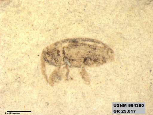Insecta