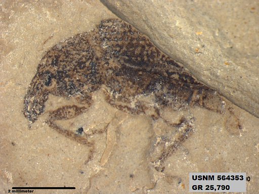Insecta