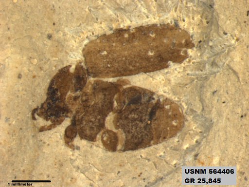 Genus sp