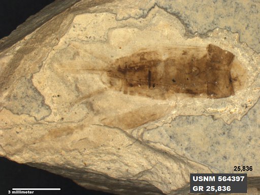 Genus sp