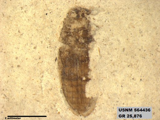 Insecta