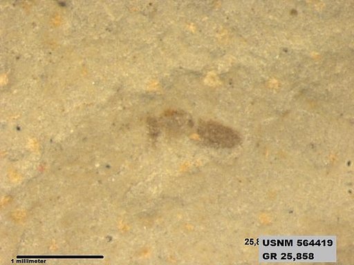 Genus sp