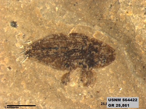 Insecta