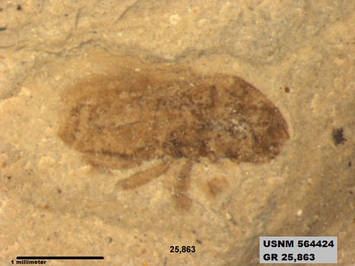 Insecta