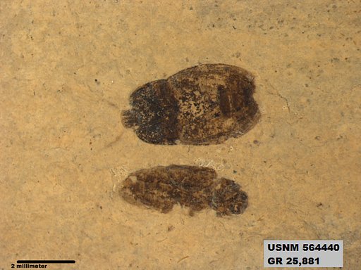 Genus sp