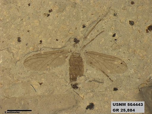 Insecta