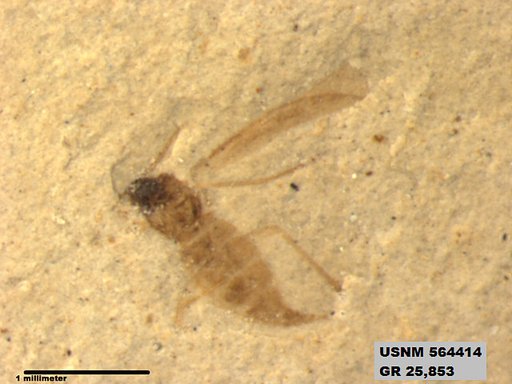 Genus sp