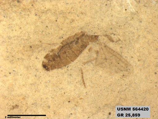 Genus sp