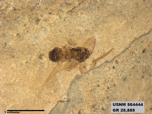 Genus sp