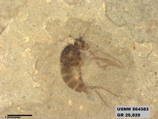 Genus sp