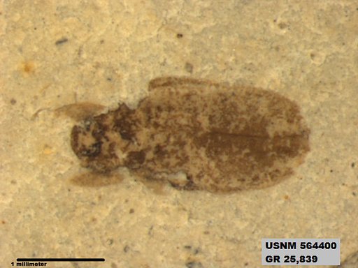 Insecta