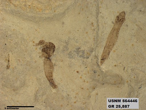Genus sp