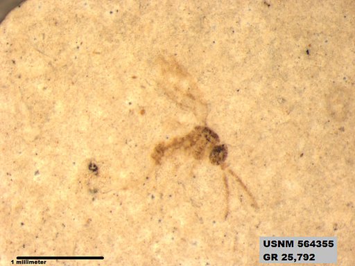Insecta