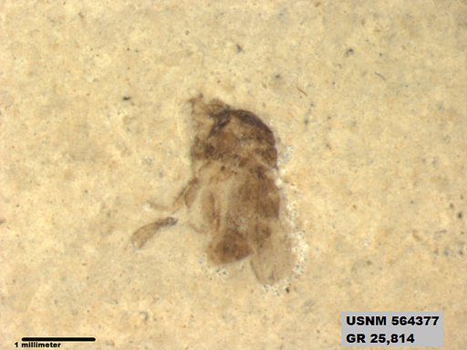 Insecta