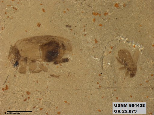 Genus sp