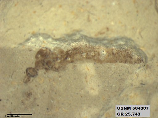 Genus sp