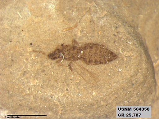 Genus sp