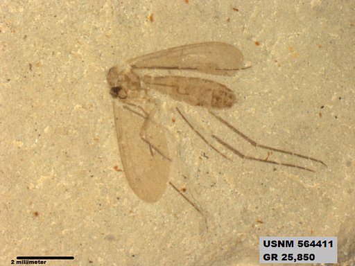 Genus sp