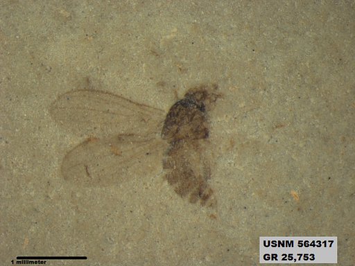 Genus sp