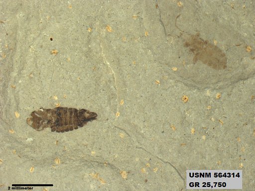 Insecta