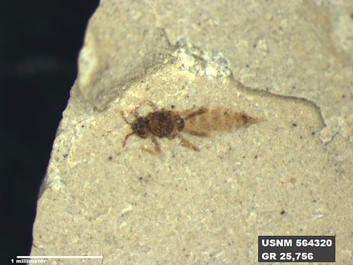Genus sp