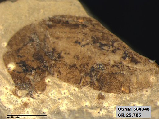 Insecta