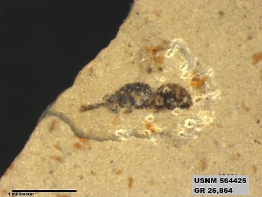 Insecta