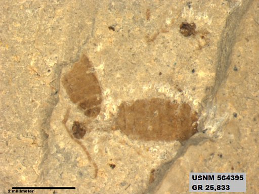Genus sp